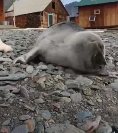 This Good Boi loving this orphan baby seal