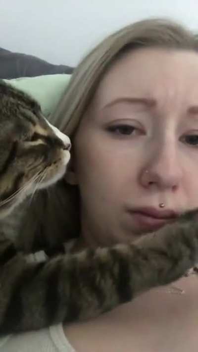 romantic cat