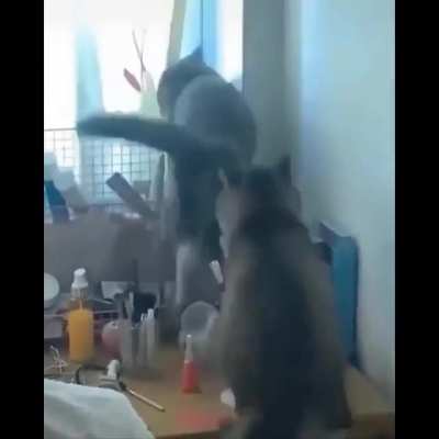 Cat prison guard stops escapee