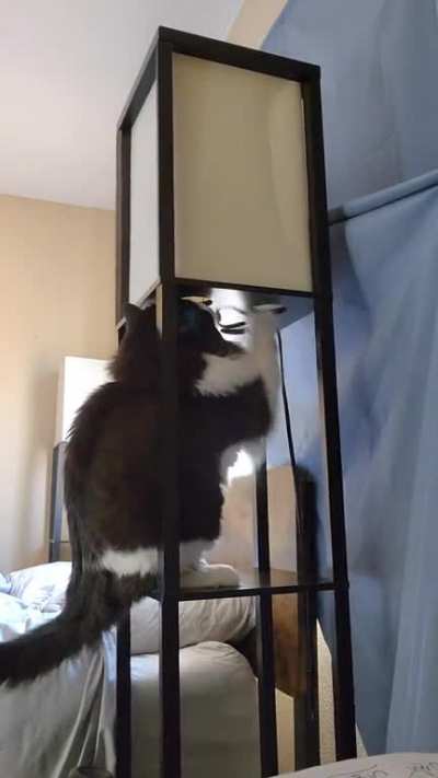 gravity always wins