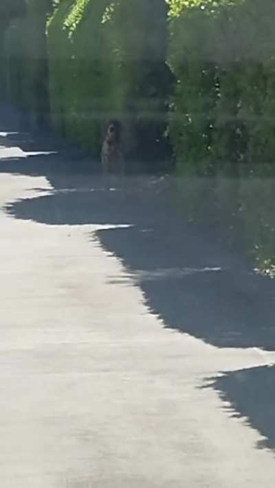 NINJA GOLD COAST DOG