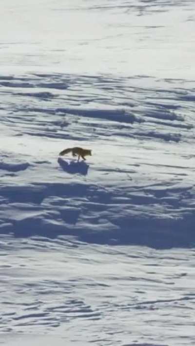 ?The red fox (Vulpes vulpes) has a brilliant sense of hearing and can hear prey digging miles underground