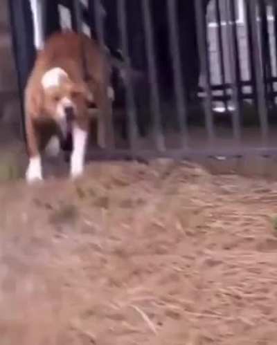 Hot ? dog