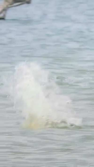 ? Fish Vs Bird ?