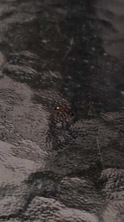 ?This ant fell into my brandy and now it's drunk