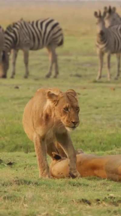 ? Lazy Lions