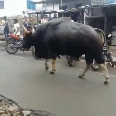 ? Wild Indian Gaur casually walking through the market of Kodaikanal. Absolute UNIT!