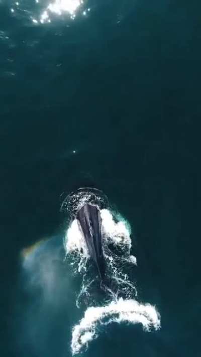 ? Humpback blows a rainbow ?