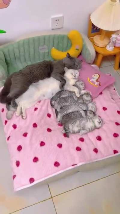 Family Nap