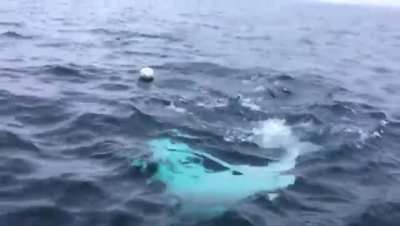 ? This playful beluga whale fetching a rugby ball ?