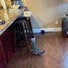 Kitty’s been foiled!