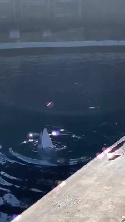 ? A dolphin teasing a seagull with a fish