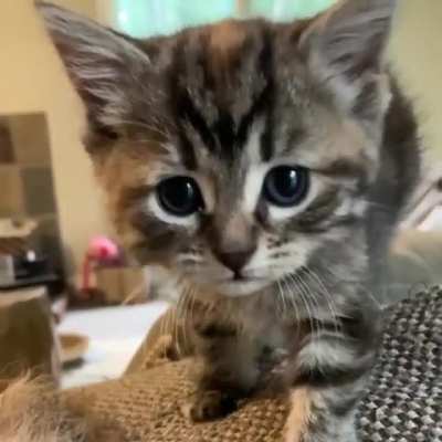 ❤️The Sweetest Meow of a Foster Kitten?
