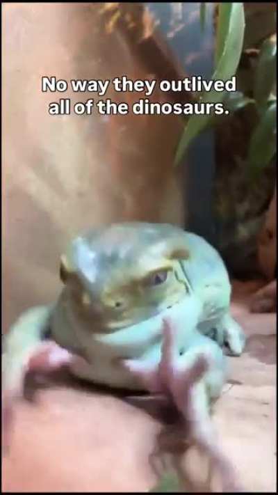 No way they outlived all of the dinosaurs OP @frogs_fam / u/sad-kiwi-3889
