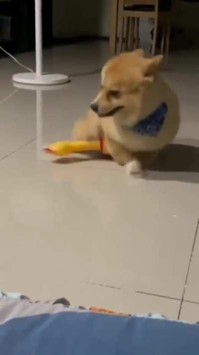 What a cute dog awww ?