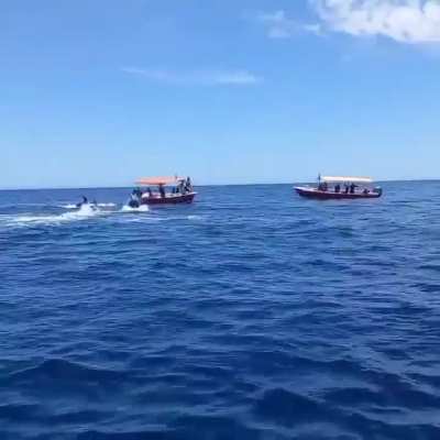 ? Full video of orca vs dolphin at Cabo Pulmo National Park.