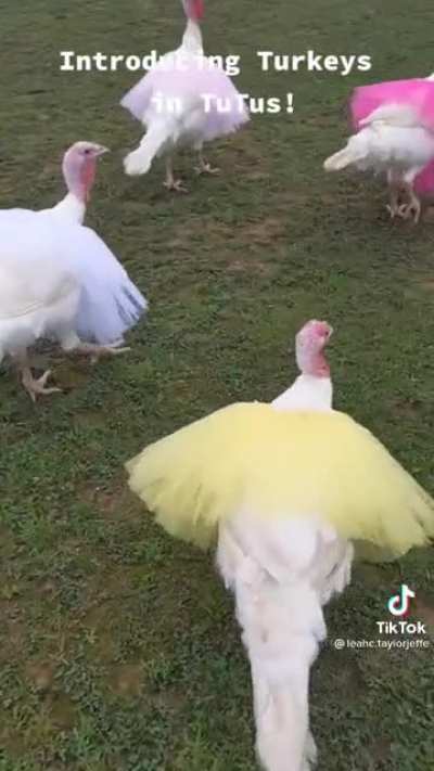 Turkeys in tutus