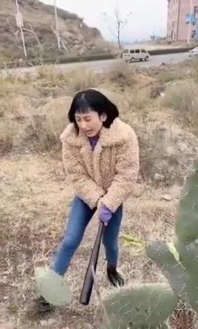 Destroying a cactus for no reason