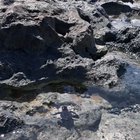 My first time seeing a turtle, and it was a BABY!