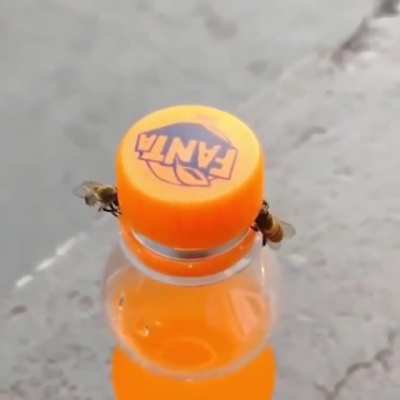 ? A pair of Bees working together to open a bottle lid