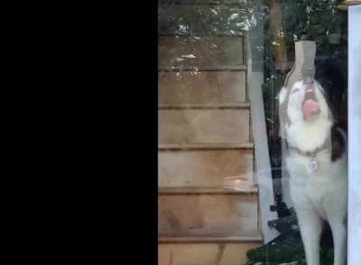 Get a husky they said...