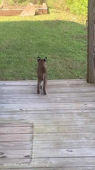 ? Bobkitten shows up at porch