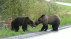 Bear Fight.