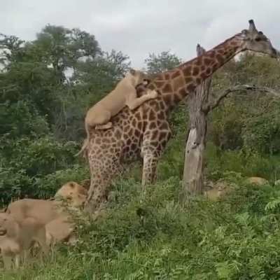 ? Giraffe vs. Pride of Lions