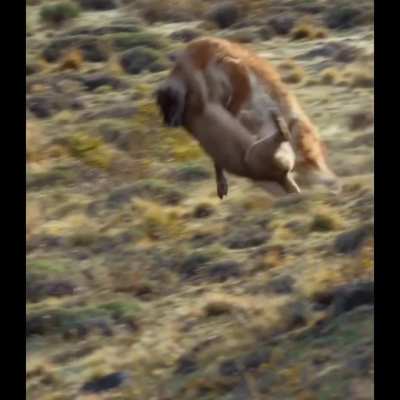 ?Puma vs Guanaco, Torres del Paine National Park, Chile