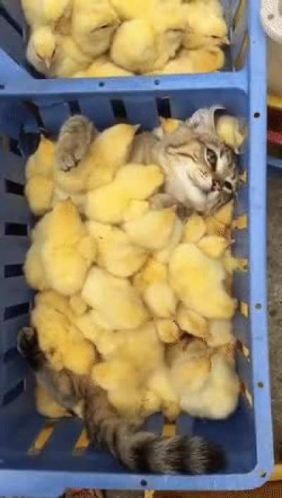 chick magnet