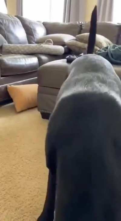 woof woof