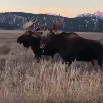?Moose in Grand Teton National Park?