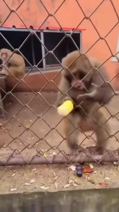 MONKEY MADNESS 28/5000