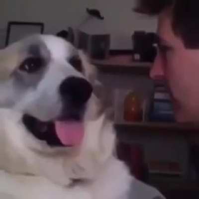 your mom looks like a dog