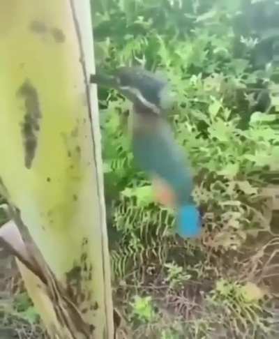 Dangling woodpecker