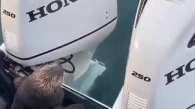 ? Seal jumps on the boat to save itself from Orca killer whale ?