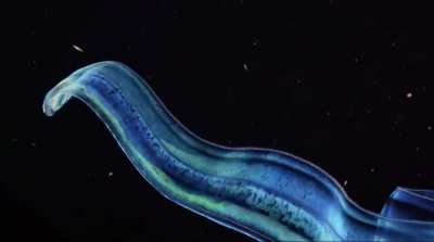 ? A comb jelly cestum.