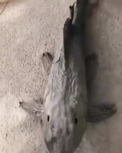This fish can hibernate and dry out, but when they come into contact with water, they "come to life" again…