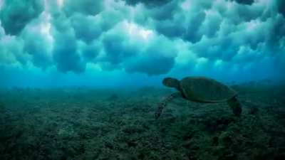? Sea turtle swimming under the waves