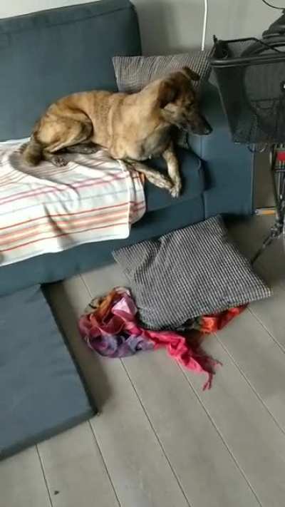 My dogs reaction to the new robot vacuum cleaner
