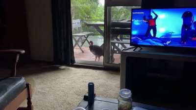 My pet Brush-Turkey ?