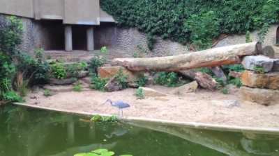 This heron landed in a zoo enclosure looking for a quick snack from the pond...