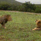 Showdown between two fierce apex predators