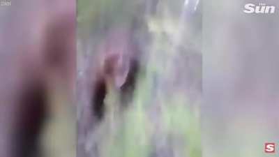 Russian guy kicks a bear