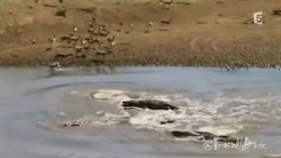 ? Gazelle run straight into a float of crocodiles.