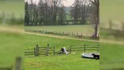 Fence dive