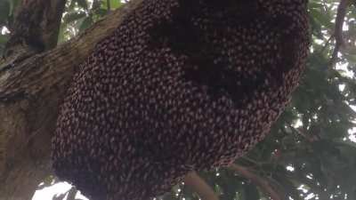 ? Honeybees exhibiting the defensive 'shimmering' behaviour to ward off wasps
