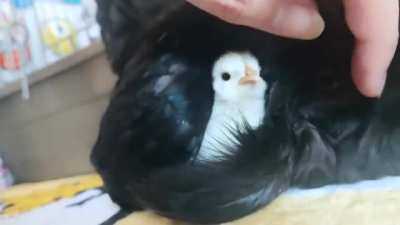 Cute ?