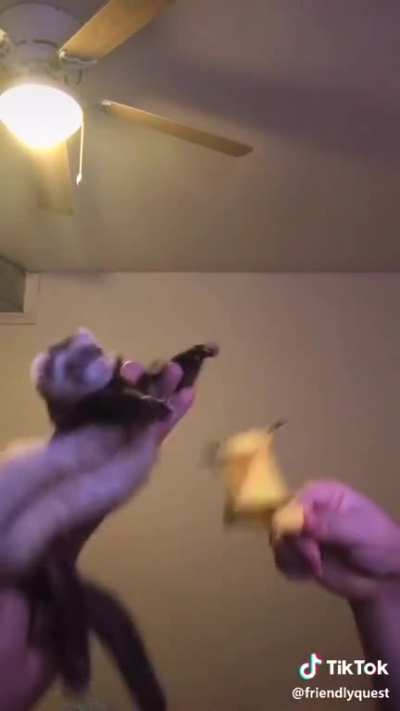 Dancing ferret