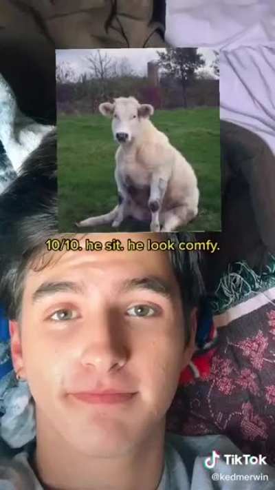 Rating cows to make your day better!